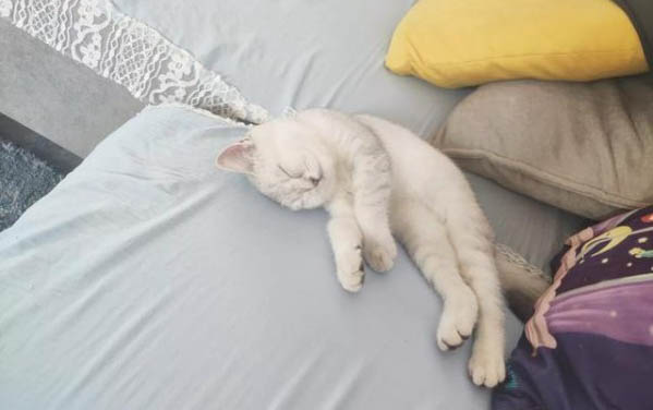 2个月的小猫吐了是什么原因引起的