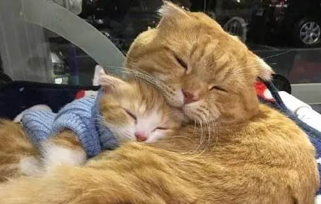 2个月的小猫吃多少猫粮?