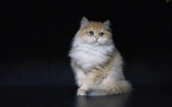 猫鼻炎如何治疗
