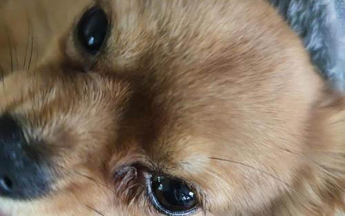狗狗发烧有哪些症状?