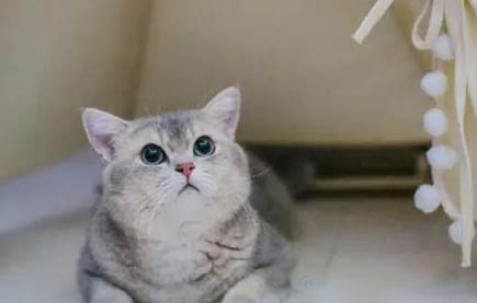 金渐层猫咪发腮期是什么时候