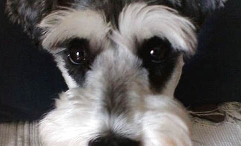 雪纳瑞犬不爱吃东西的原因及处理方法