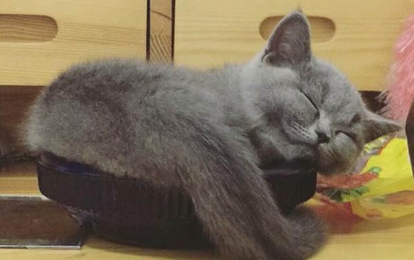 小猫需要买什么东西?
