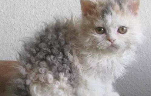 猫毛发黄的原因引起