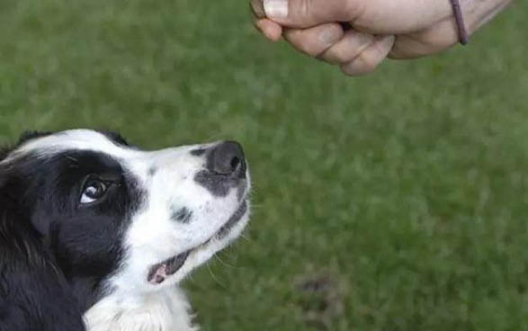 肠炎宁颗粒狗可以吃吗