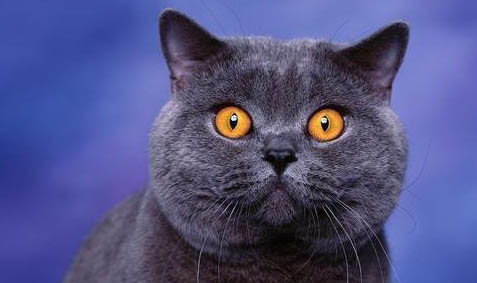 蓝猫眼睛颜色