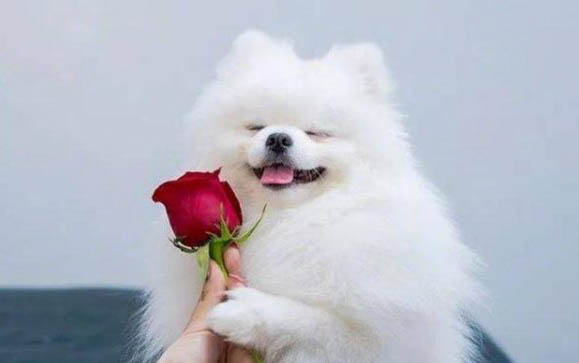 土狗几个月停止生长