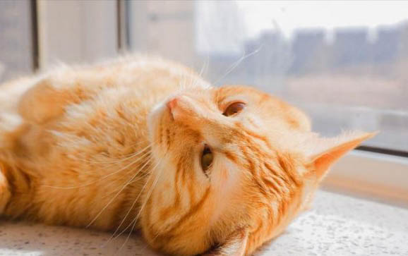 猫咪猫粮过敏会便血吗