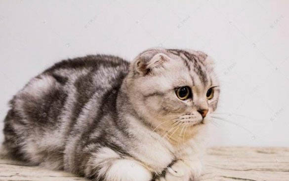 黑色的猫都有哪些品种