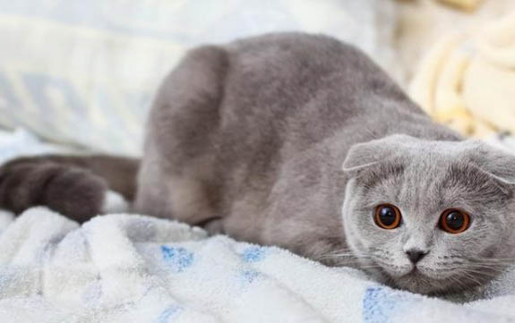 猫咪眼睛反复发炎的原因及处理方法