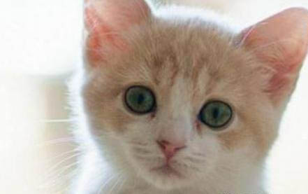 猫咪眼睛发红有眼屎该怎么办