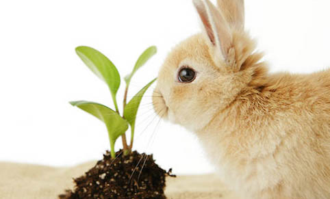 小兔子最喜欢吃什么草