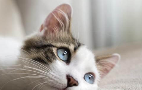 猫咪滴虫感染的初期症状表现
