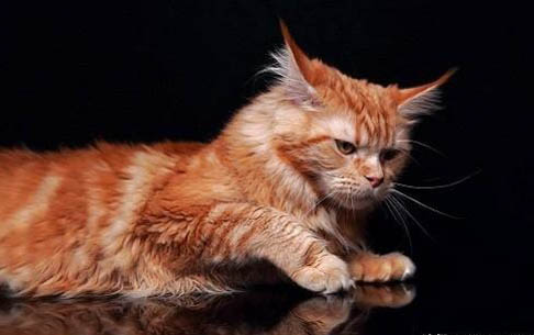 猫咪怀孕需要注意什么