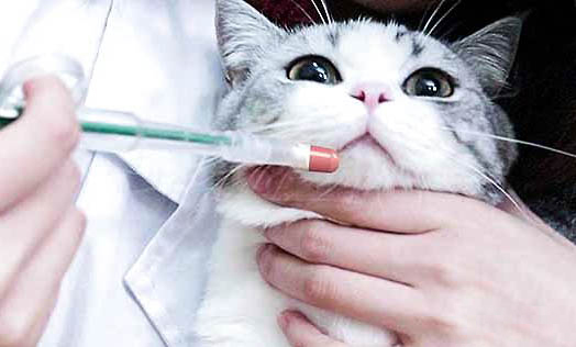猫咪为什么会对主人踩奶
