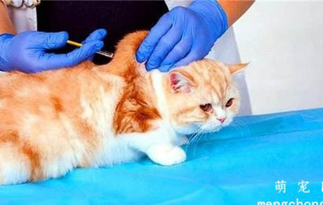 猫咪吐带泡沫液体的原因及处理方法