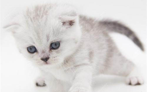 两个月的小猫会不会有狂犬病