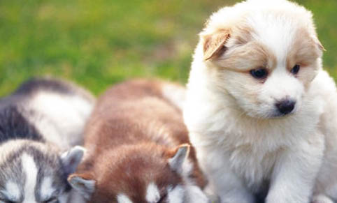 犬瘟痊愈后多久可以接触其它狗