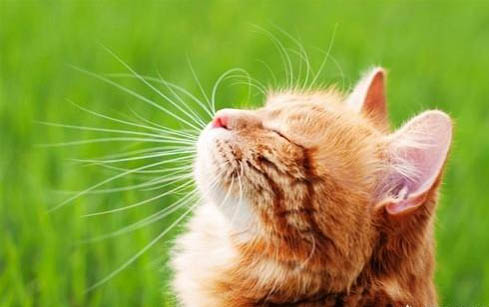 猫咪头胎生产注意什么