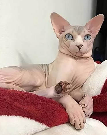 猫咪不吃东西几天会饿死