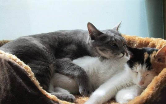 猫咪吃了驱虫药反应