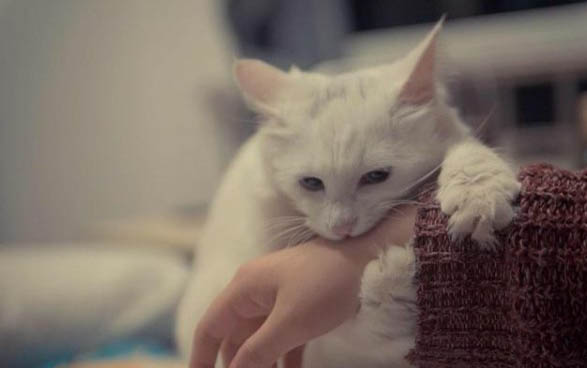 猫咪一靠近我就打呼噜怎么办?