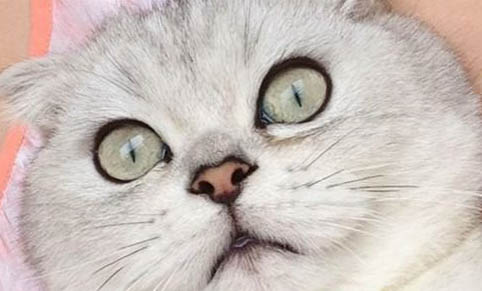 折耳猫一般发病是几岁