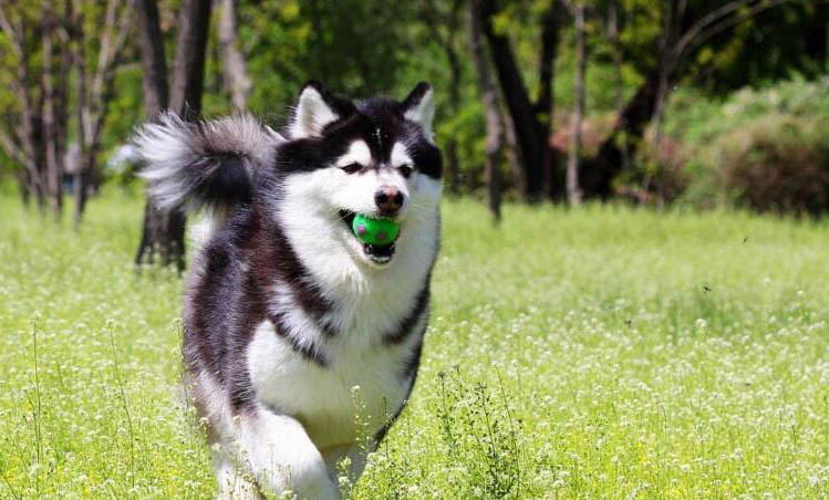 怎么让狗狗在指定地方大小便