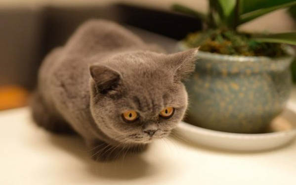 猫咪眼眶发红是咋回事