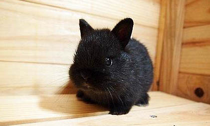 侏儒兔能活多久