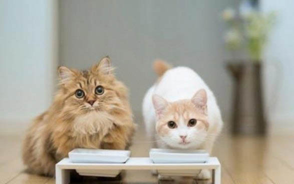 小猫狂犬病的早期症状