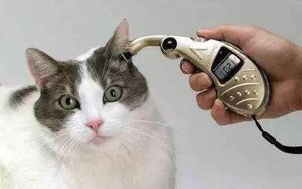 猫咪绝育后脸肿了