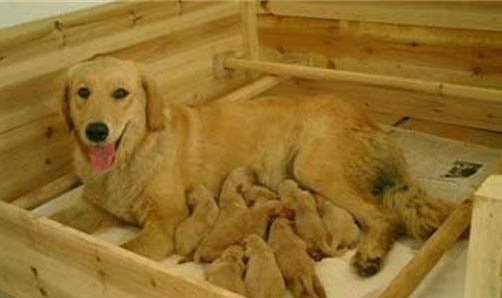 母犬怎么判断是否患有子宫蓄脓