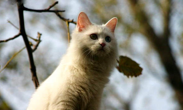 山东狮子猫可以吃菠菜吗