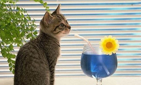 猫咪精神萎靡老趴着是怎么回事