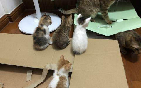 猫咪去世了怎么处理
