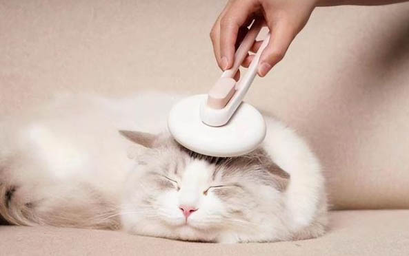 十大最适合家养的猫