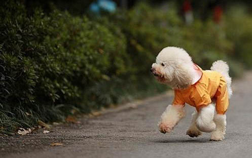狗狗不吃东西还吐黄水