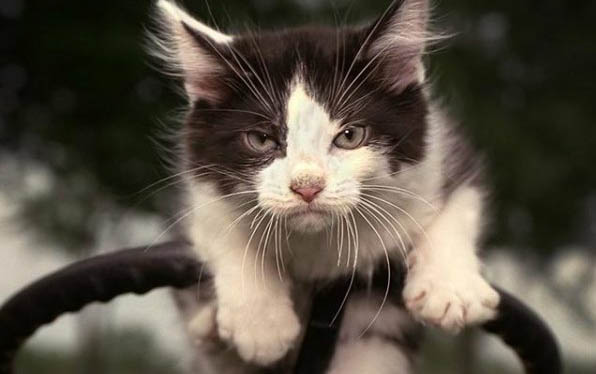 小猫脐带不剪碍不碍事?