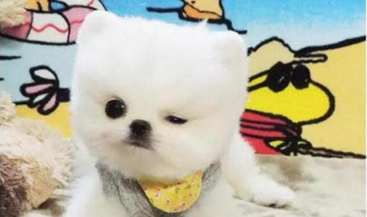 狗狗肚子痛的表现和处理方法是什么?