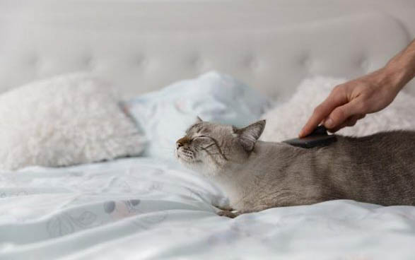 茶花对猫有毒吗