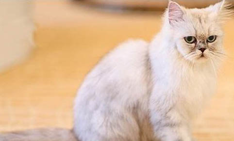 猫咪可以剪指甲的吗