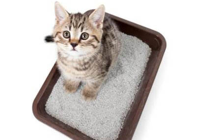 怎么判断猫咪得了猫瘟呢