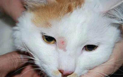 冠状病毒感染猫咪会传染吗
