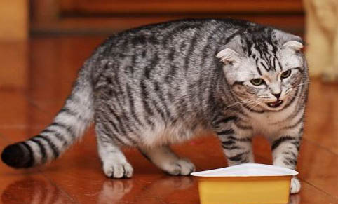 猫常见病大全及治疗方法