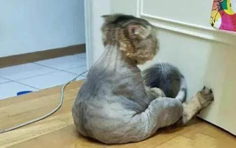 猫咪鼻子掉毛的原因及处理方法