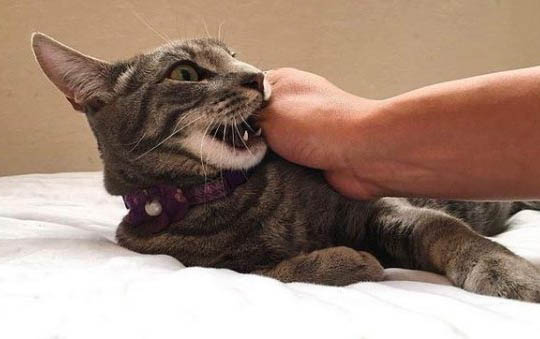 七八个月小猫为何老咬人
