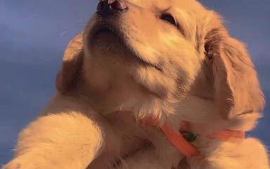 哪里有卖金毛犬