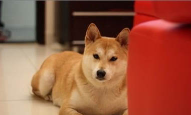 日本秋田犬产后十天可以洗澡吗