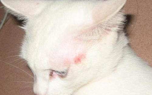 刚买的小猫吐了怎么办啊